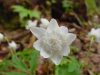 Anemone nemorosa Ve...